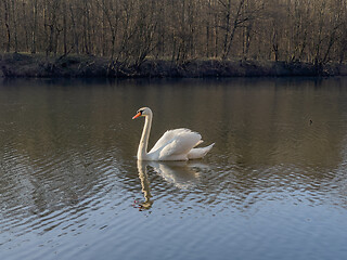 Image showing Swan on pond