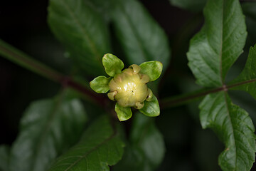 Image showing Blooming flower Dahlia