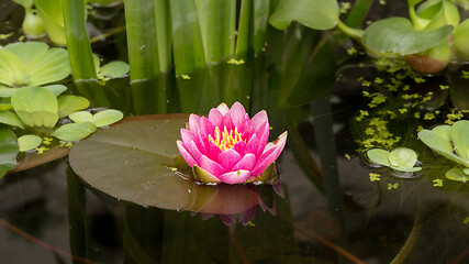 Image showing Water Lily flower in pond