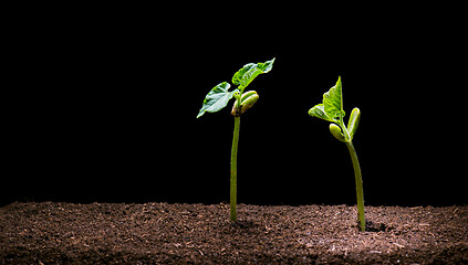 Image showing Bean Seedling in brown soil