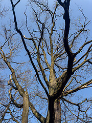 Image showing Tree trunk and branches