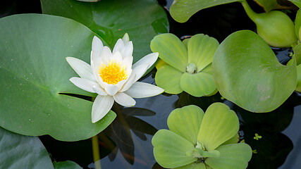 Image showing Water Lily flower in pond