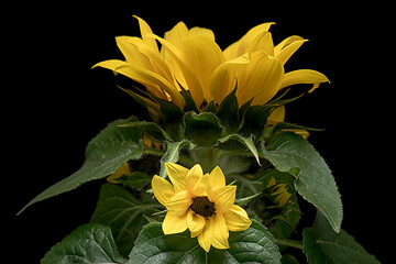 Image showing Young sunflower flower