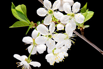 Image showing Flowering Cherry flowers