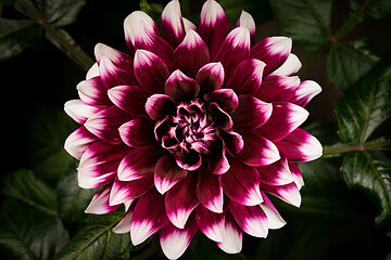 Image showing Blooming flower Dahlia