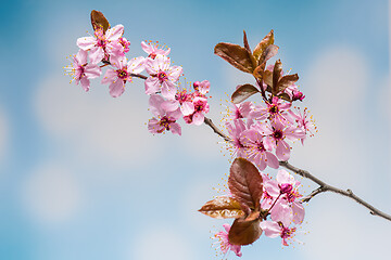 Image showing Flowering Cherry flowers