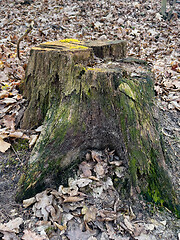 Image showing Old tree stump covered moss