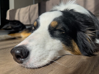 Image showing Australian Shepherd Dog portrait