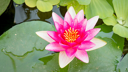 Image showing Water Lily flower in pond