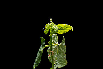 Image showing Bean seedling isolated on black