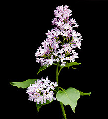 Image showing Lilac branch bloom