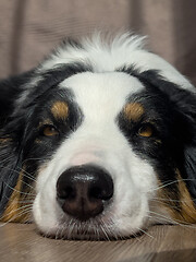 Image showing Australian Shepherd Dog portrait