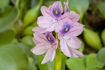 Image showing Flower Water Hyacinth blooming