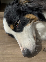 Image showing Australian Shepherd Dog portrait