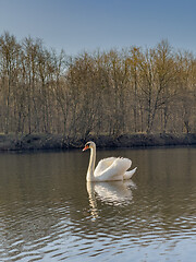 Image showing Swan on pond