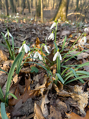 Image showing Snowdrops flowers in forest