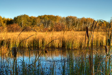 Image showing Marsh Land