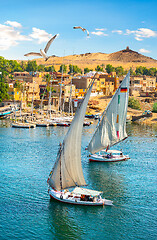 Image showing Birds over sailboats