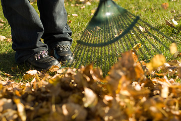 Image showing Raking Leaves