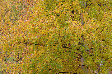 Image showing Autumn