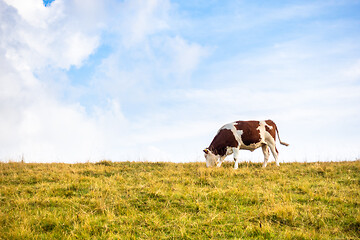 Image showing lonely cow in the meadow