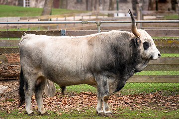 Image showing big bull at a farm