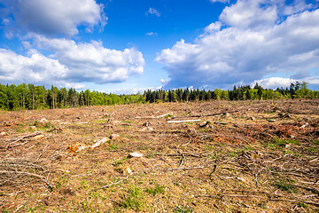 Image showing cleared forest outdoor scenery south Germany