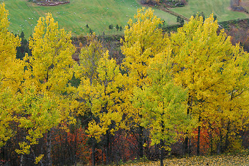 Image showing Autumn