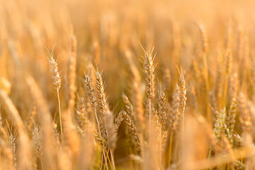 Image showing cereal field with ripe wheat spikelets