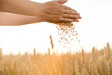 Image showing hands pouring ripe wheat grain on cereal field