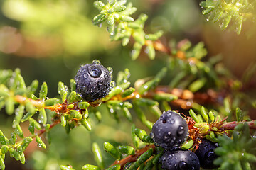 Image showing Blueberry antioxidants on a background of Norwegian nature.