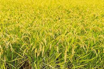 Image showing Green rice field