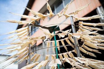 Image showing Drying Squid hanging on the stand