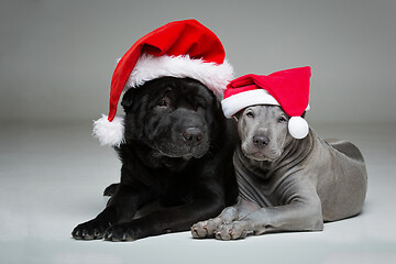 Image showing thai ridgeback puppy and shar pei dog