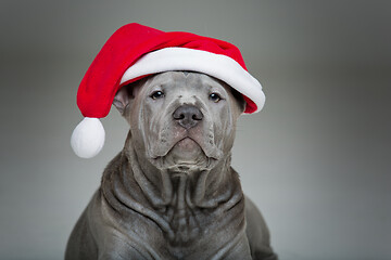 Image showing thai ridgeback puppy in xmas hat