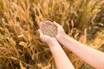 Image showing hands holding ripe wheat grain on cereal field