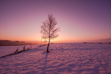 Image showing winter landscape scenic  with lonely tree