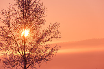 Image showing winter landscape scenic  with lonely tree