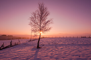 Image showing winter landscape scenic  with lonely tree