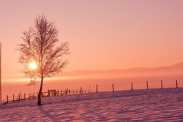 Image showing winter landscape scenic  with lonely tree