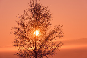 Image showing winter landscape scenic  with lonely tree