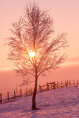 Image showing winter landscape scenic  with lonely tree