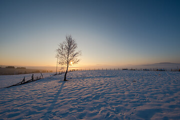 Image showing winter landscape scenic  with lonely tree