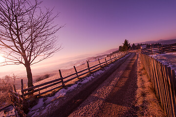 Image showing winter landscape scenic  with lonely tree