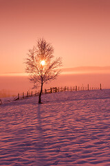 Image showing winter landscape scenic  with lonely tree