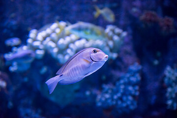 Image showing fish swimming in aquarium