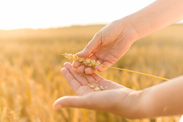 Image showing hands peeling spickelet\'s shell on cereal field