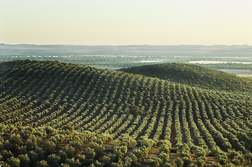 Image showing Olive grove landscape in Alentejo