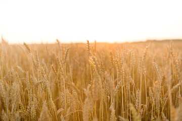 Image showing cereal field with ripe wheat spikelets