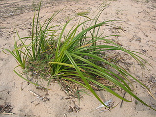 Image showing Green grass sand